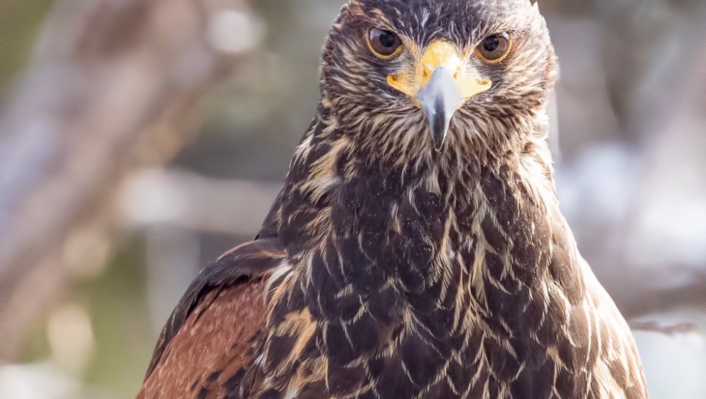 Falconry Harris Hawk at The Greenbrier